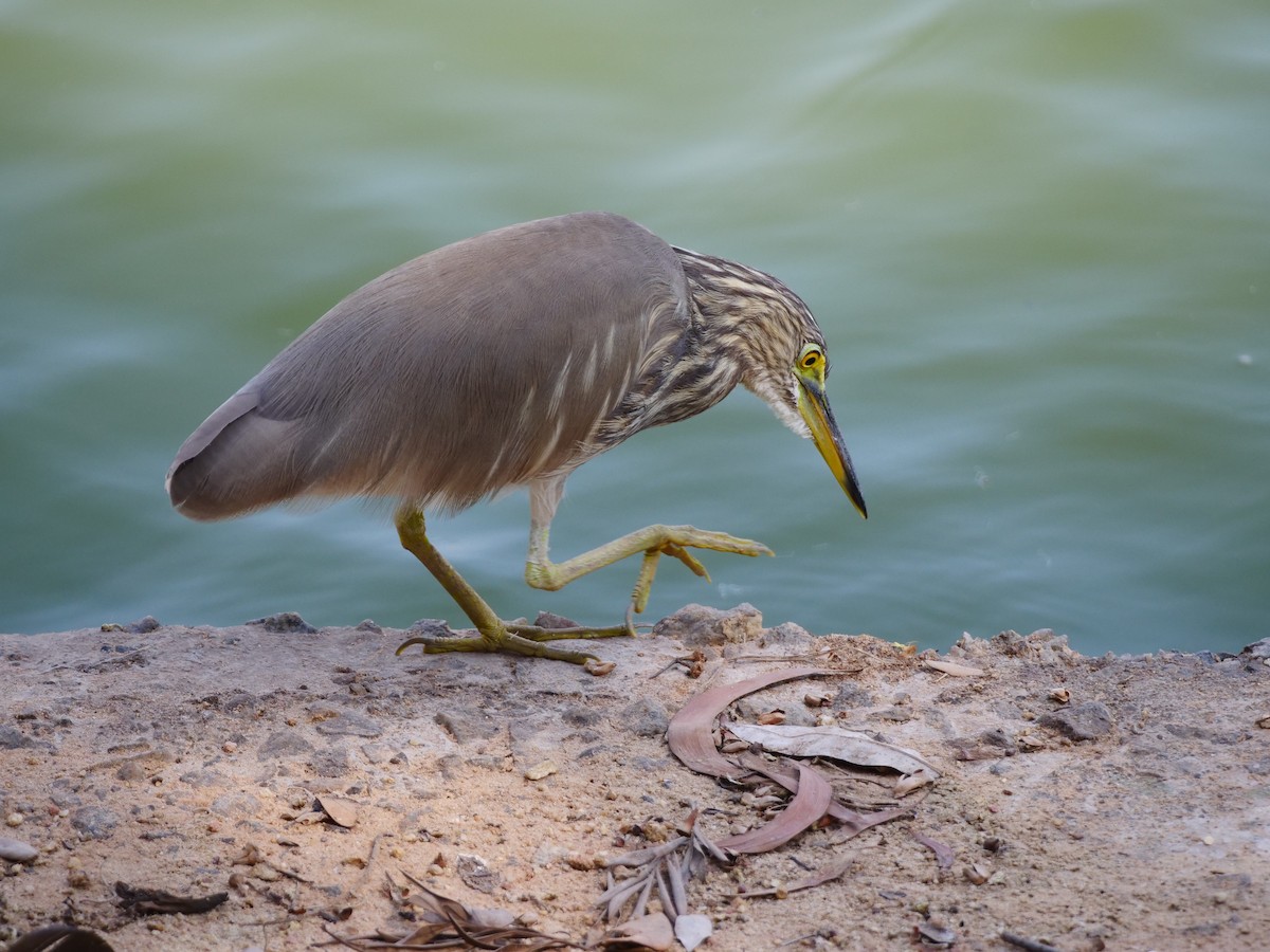 Indian Pond-Heron - ML615625045