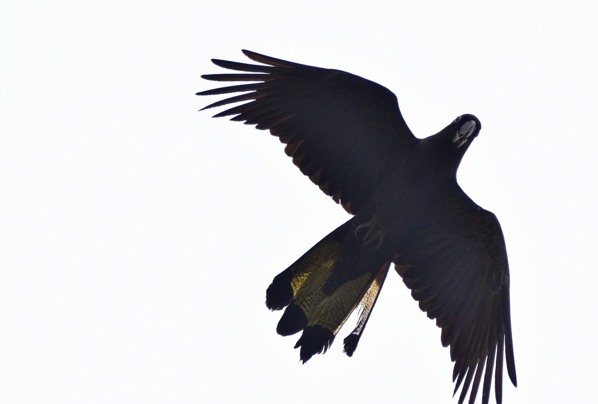Yellow-tailed Black-Cockatoo - ML615625061