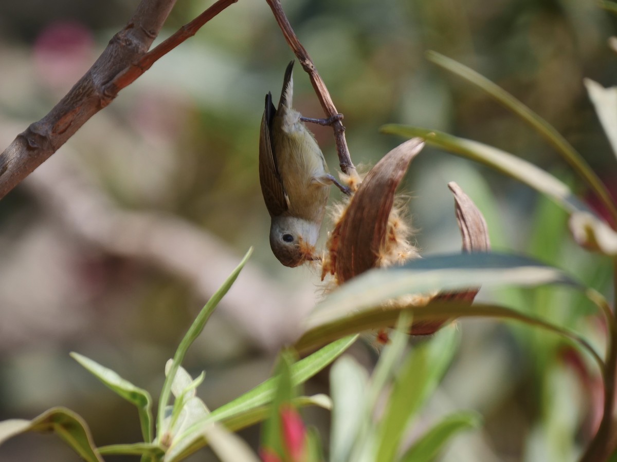 Pale-billed Flowerpecker - ML615625080