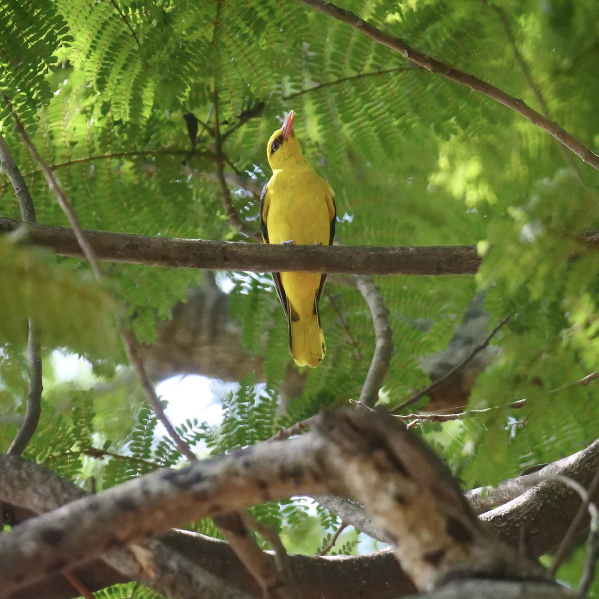 Indian Golden Oriole - ML615625088