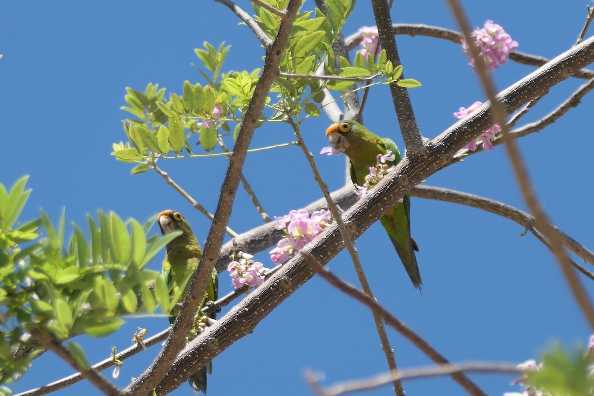 Orange-fronted Parakeet - ML615625096