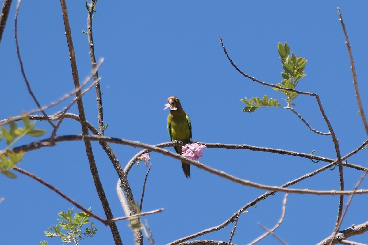 Orange-fronted Parakeet - ML615625099