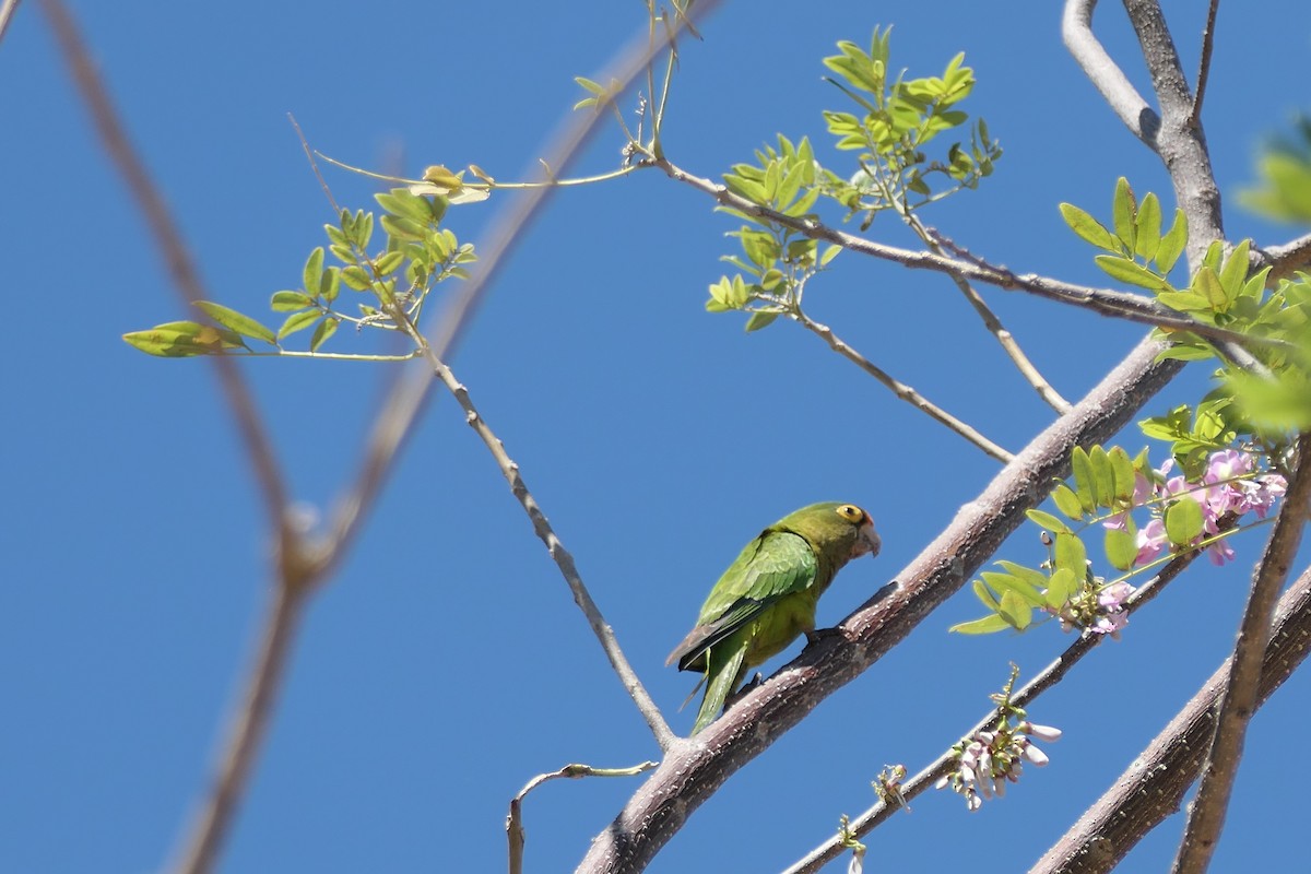 Orange-fronted Parakeet - ML615625100