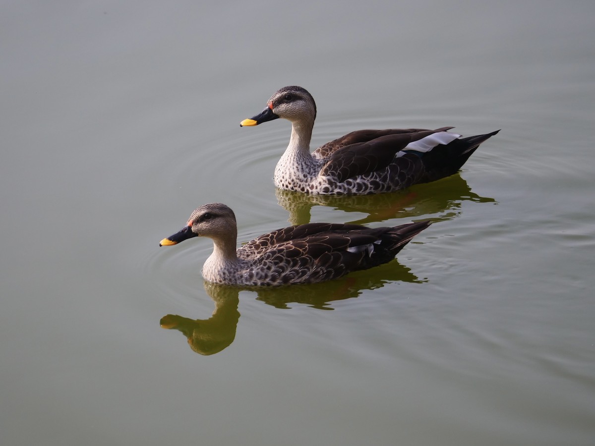 Indian Spot-billed Duck - ML615625107