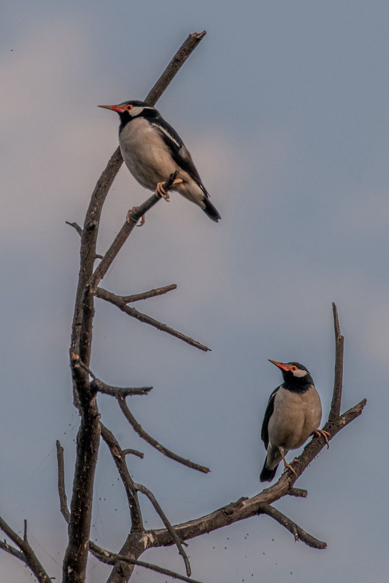 Indian Pied Starling - ML615625113