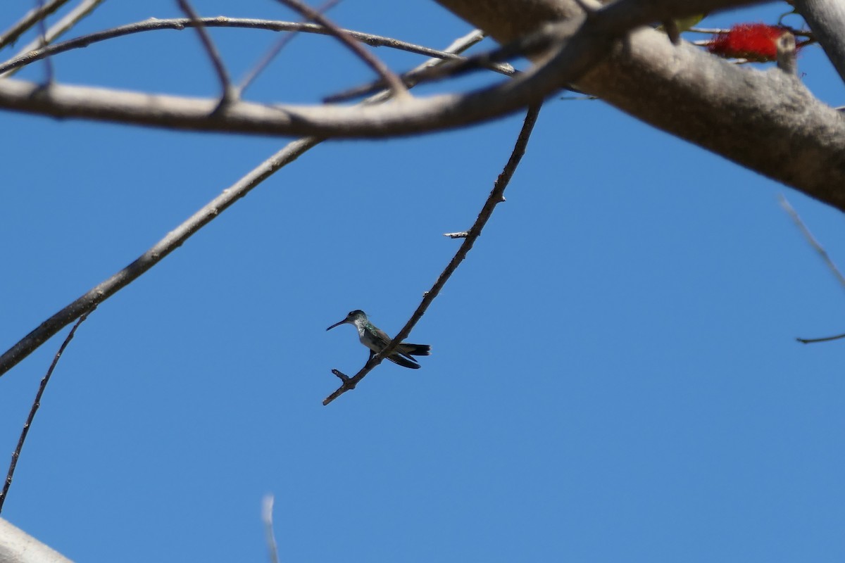 Mangrove Hummingbird - ML615625119