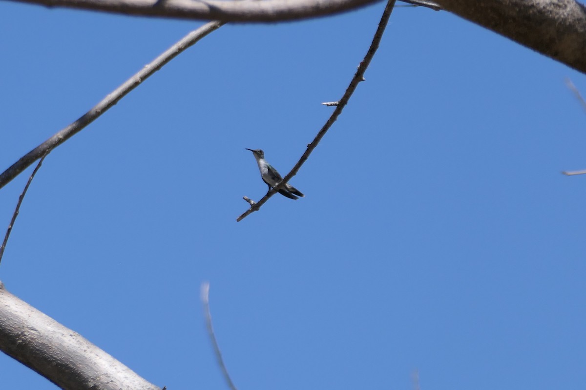 Mangrove Hummingbird - ML615625120