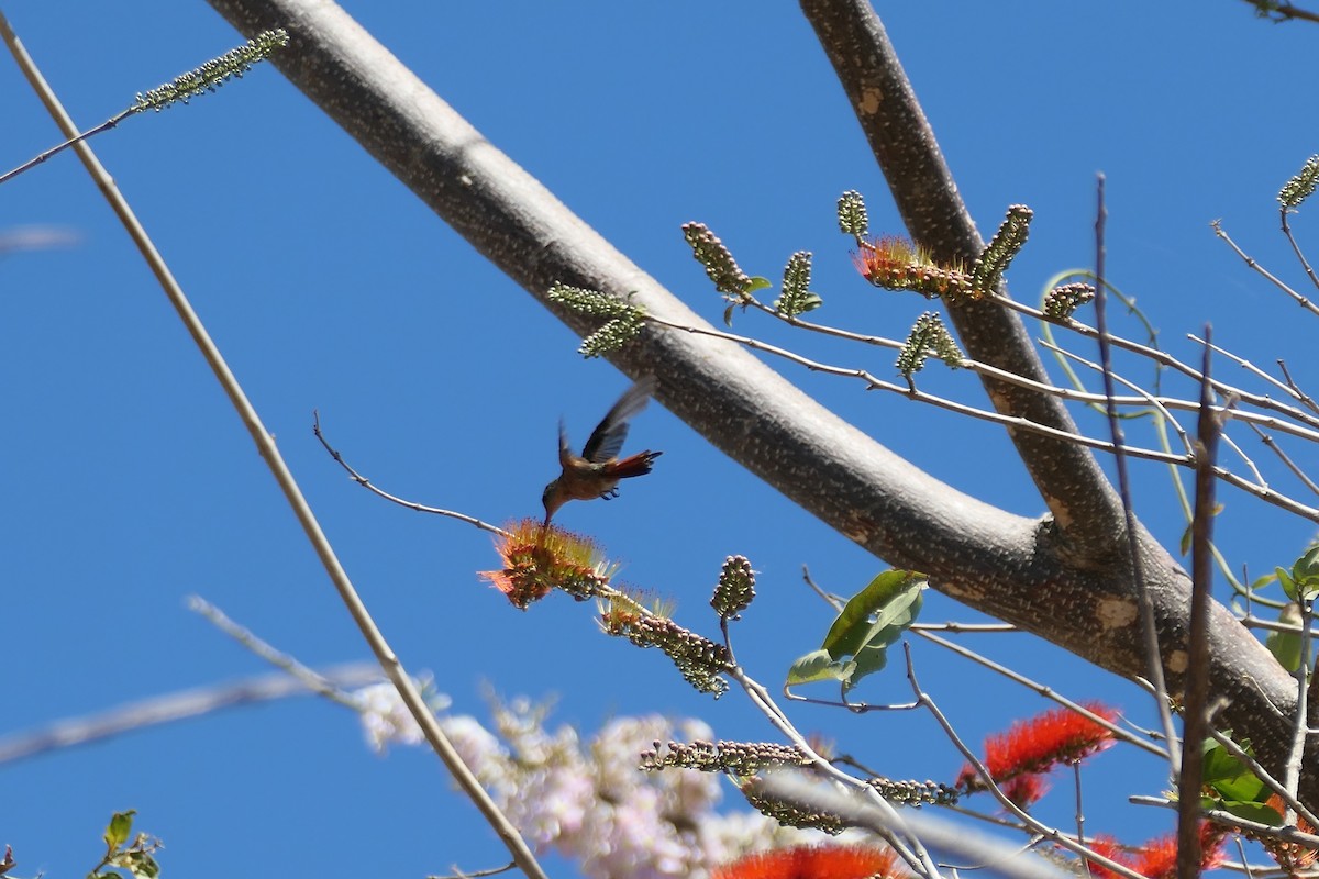 Cinnamon Hummingbird - ML615625126