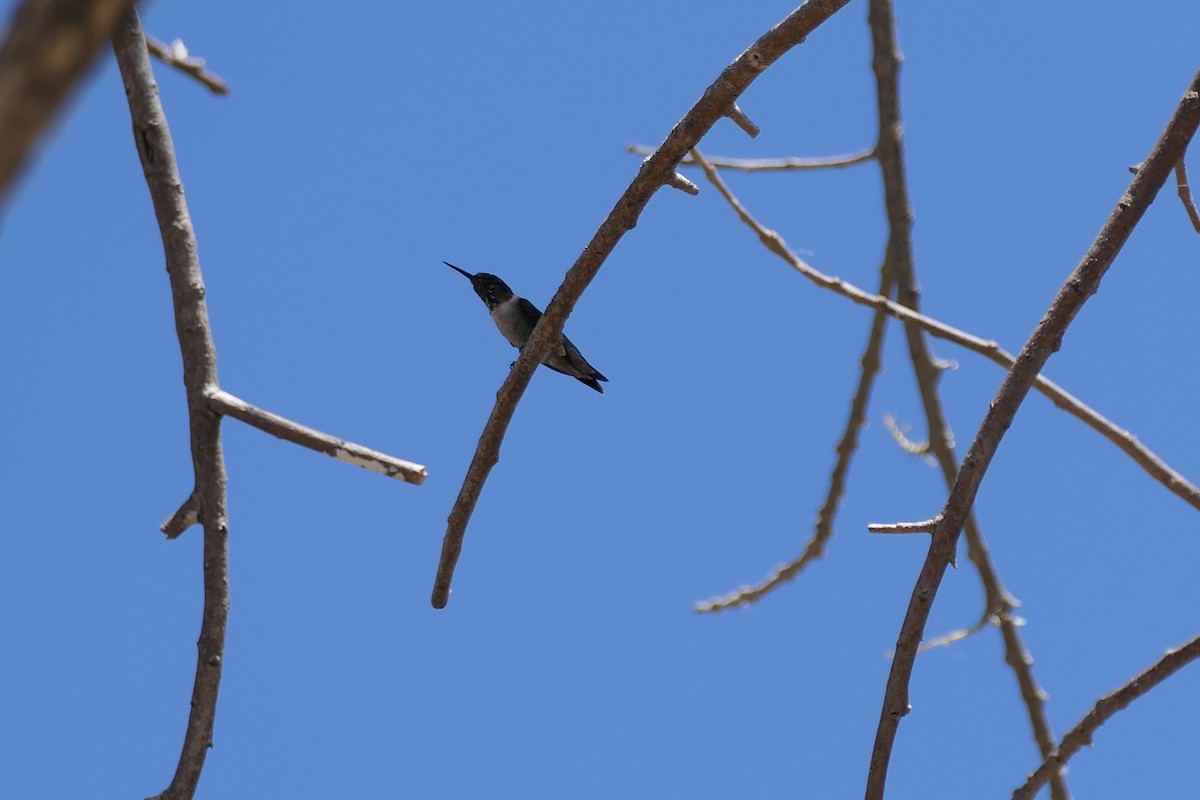 Ruby-throated Hummingbird - ML615625136