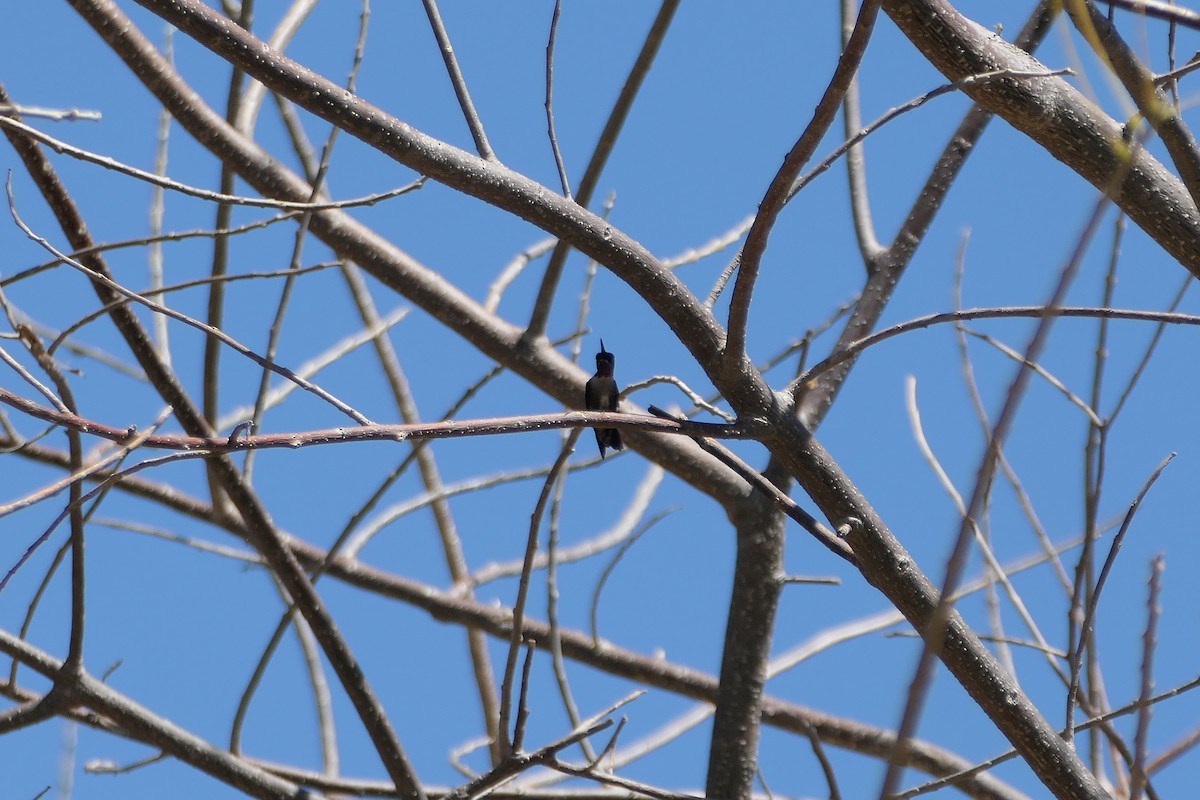 Ruby-throated Hummingbird - ML615625138