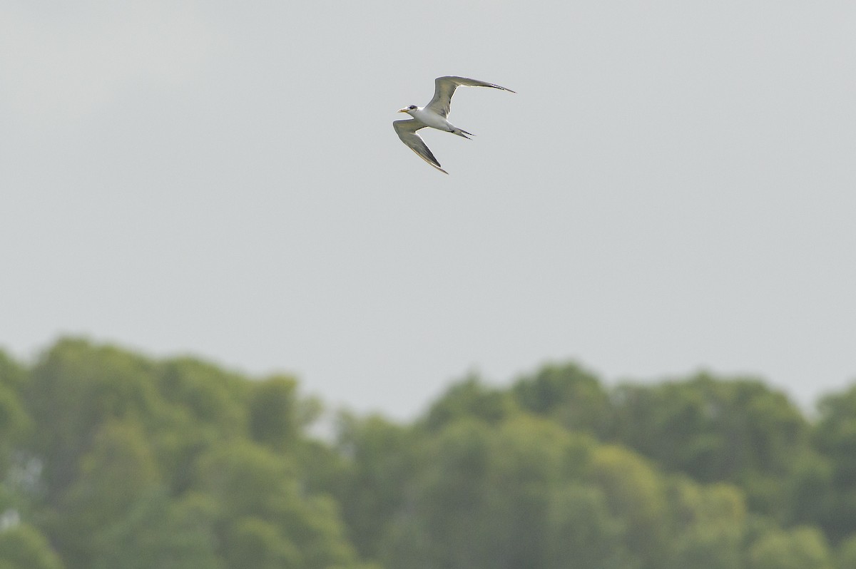 Great Crested Tern - ML615625271