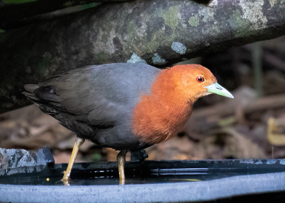 Red-necked Crake - ML615625312