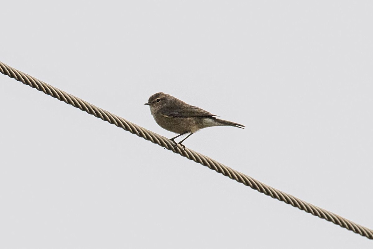 Common Chiffchaff - ML615625371