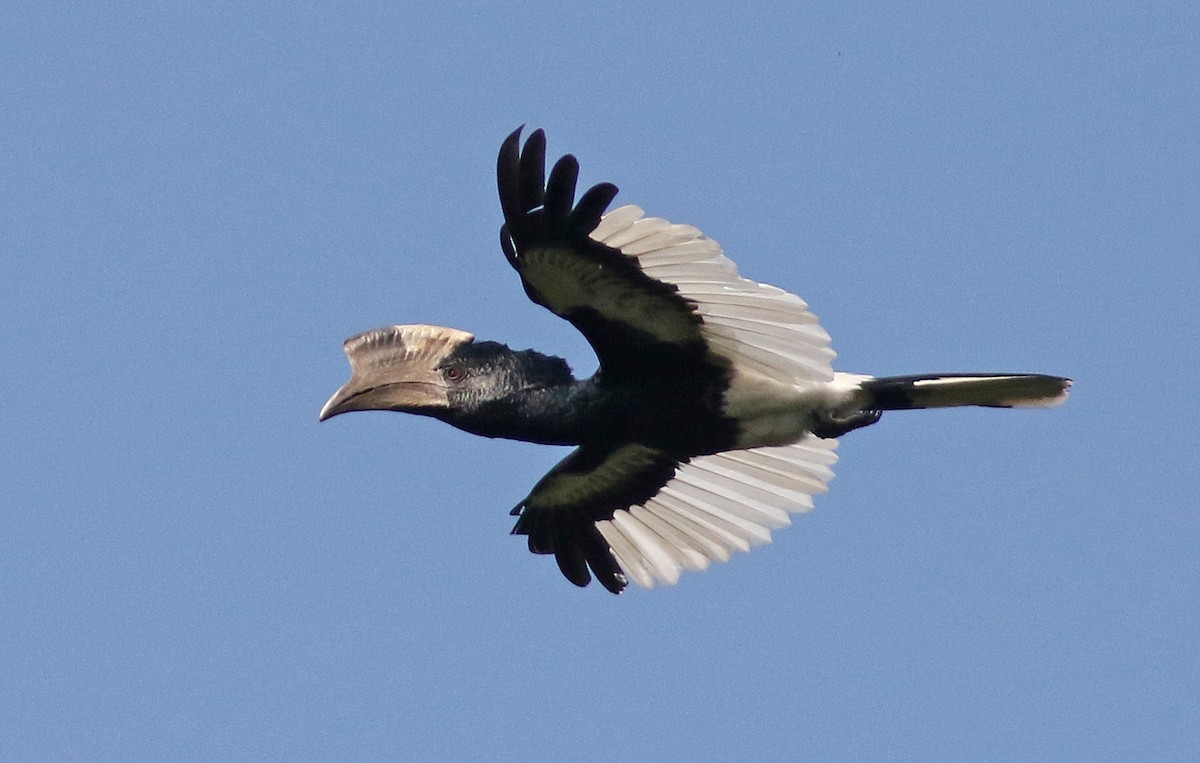 Black-and-white-casqued Hornbill - ML615625380