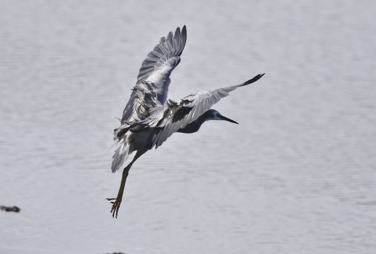 White-faced Heron - ML615625402