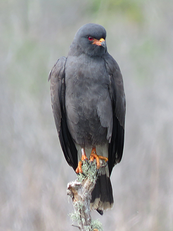 Snail Kite - ML615625425