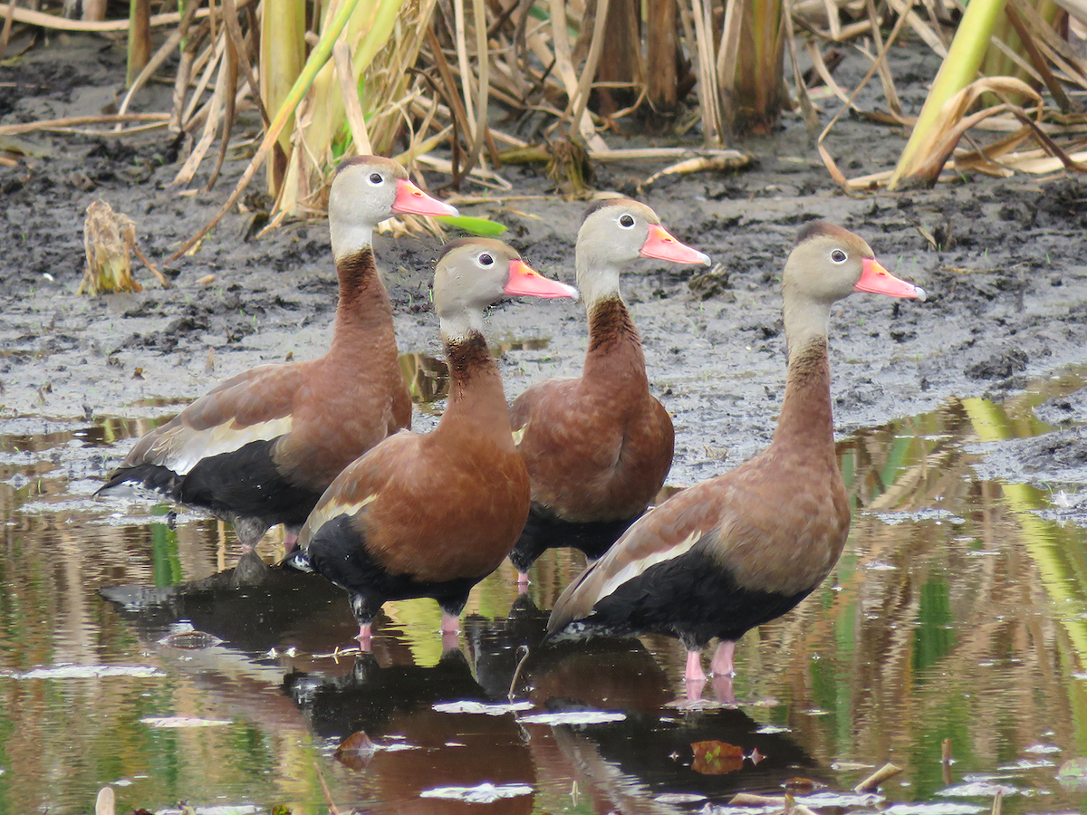 Black-bellied Whistling-Duck - ML615625439