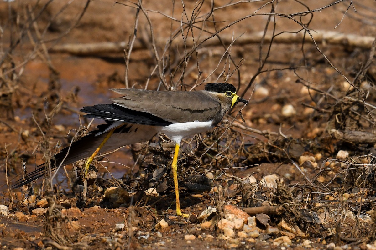 Yellow-wattled Lapwing - ML615625531