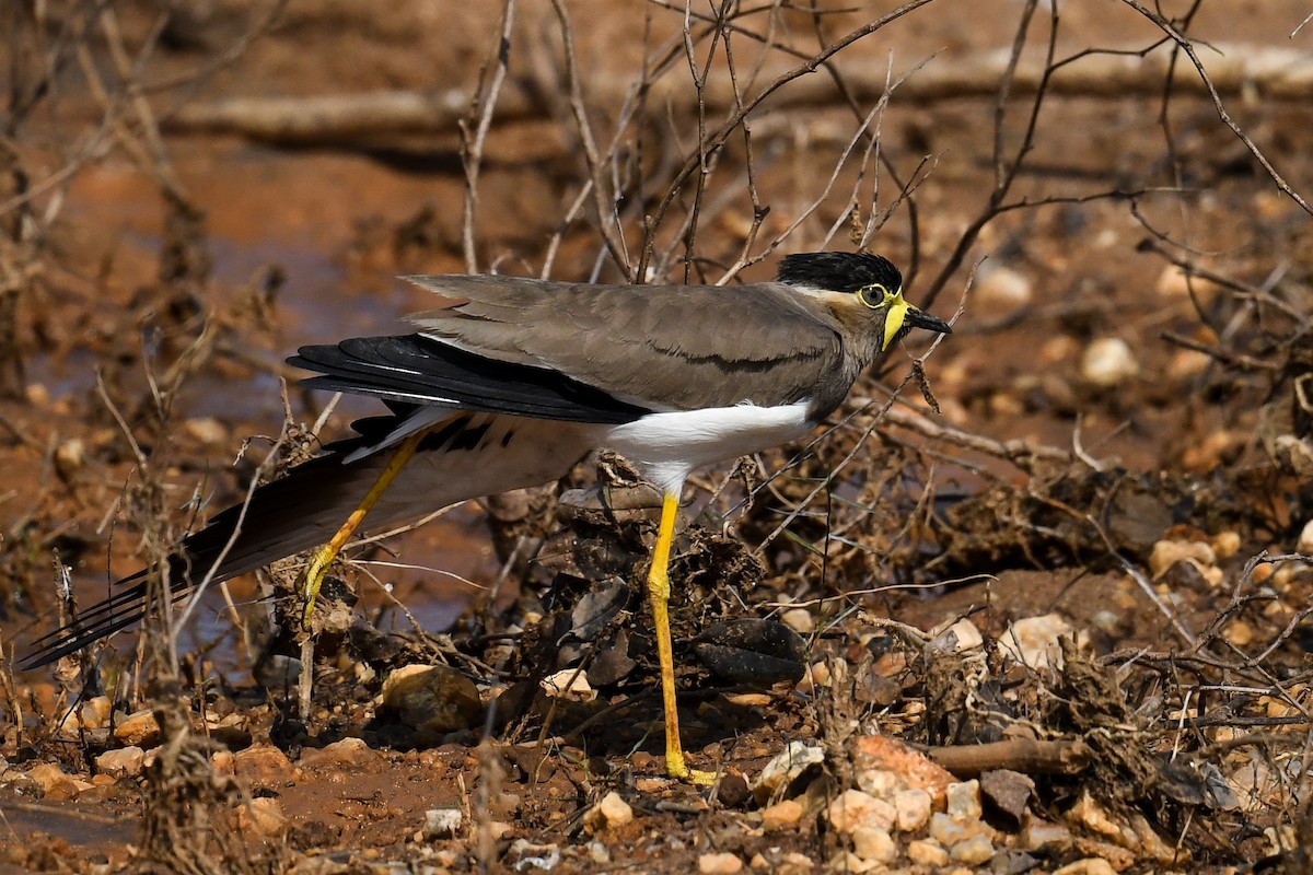 Yellow-wattled Lapwing - ML615625534