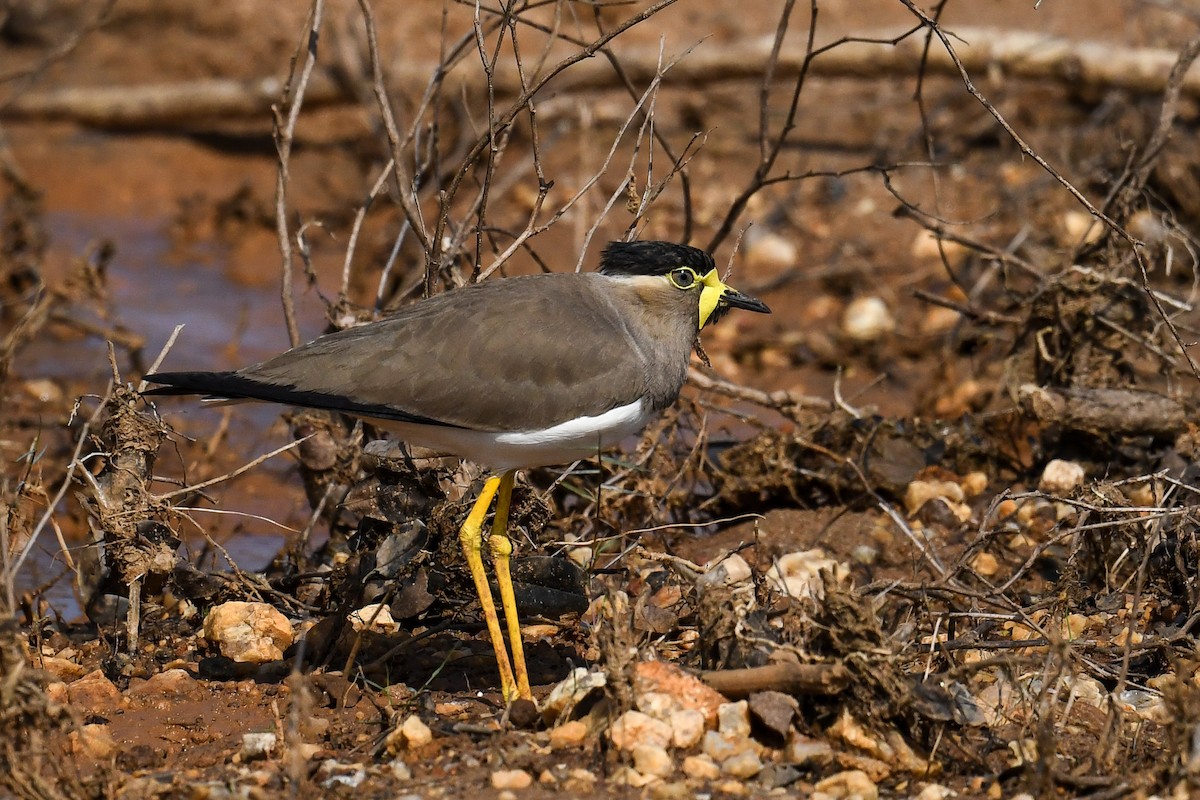 Yellow-wattled Lapwing - ML615625535