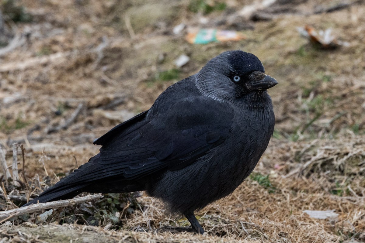 Eurasian Jackdaw - ML615625646