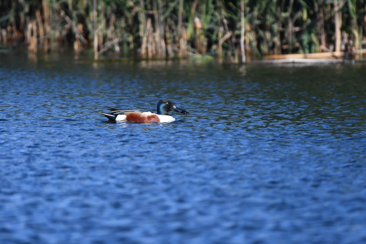 Northern Shoveler - ML615625670