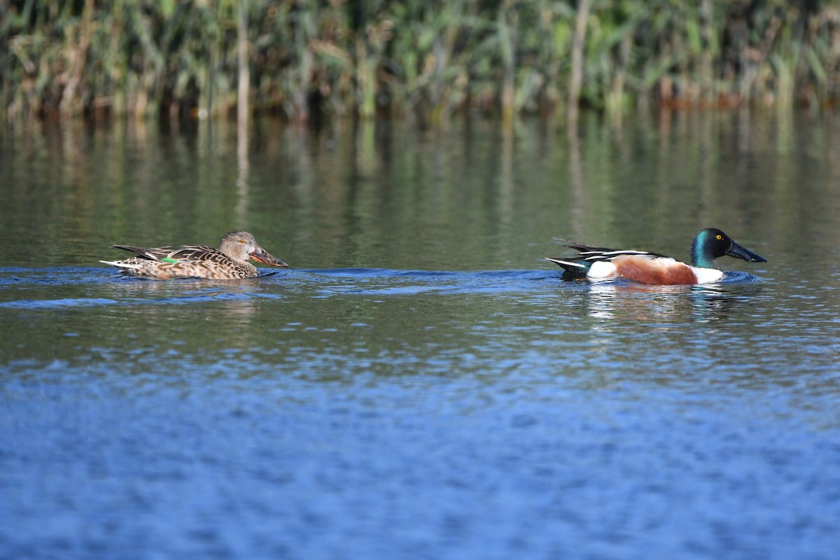 Canard souchet - ML615625671