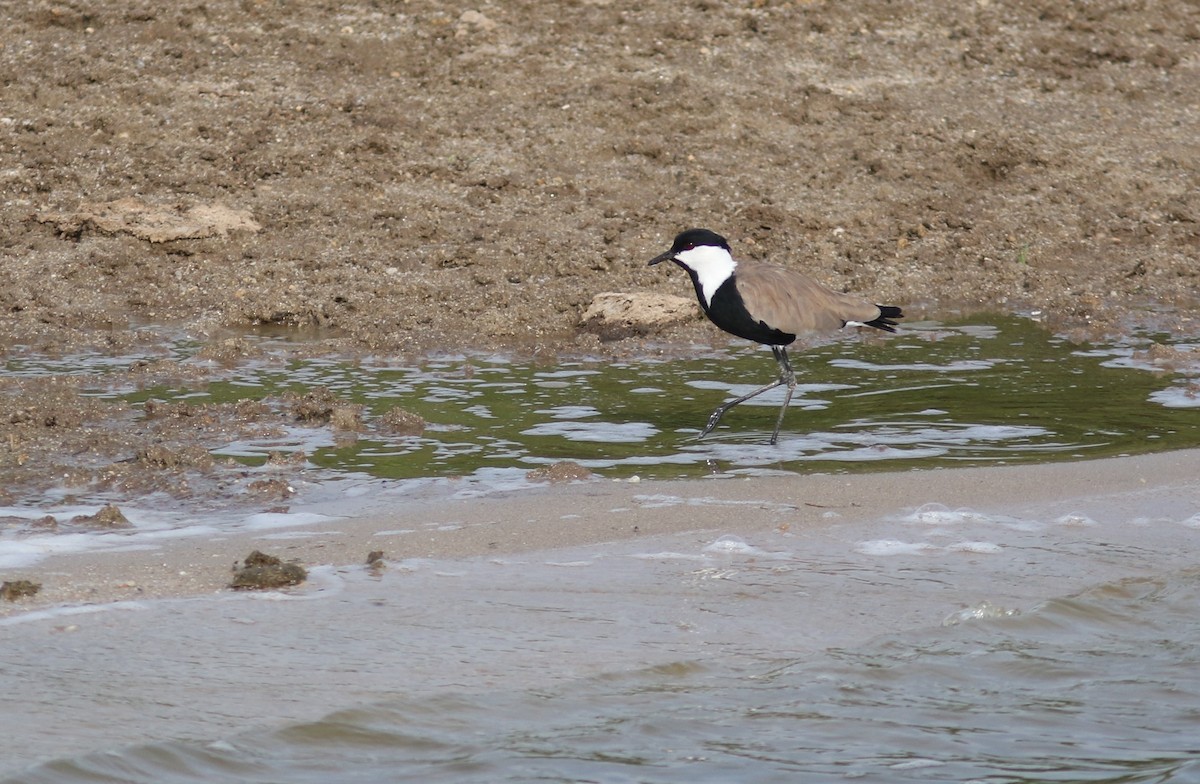 Spur-winged Lapwing - ML615625675