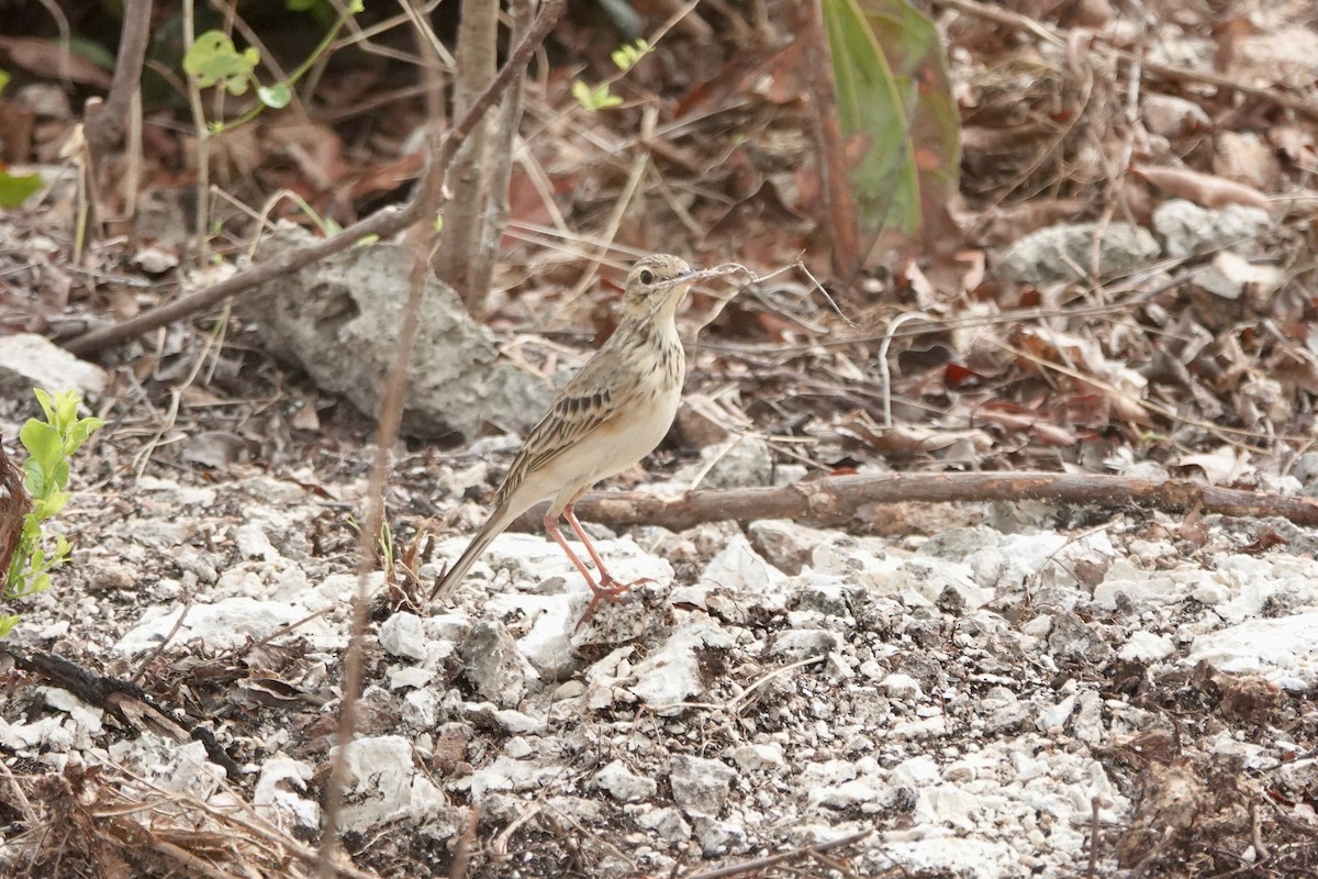African Pipit - ML615625740