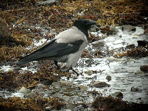 Hooded Crow - ML615625749