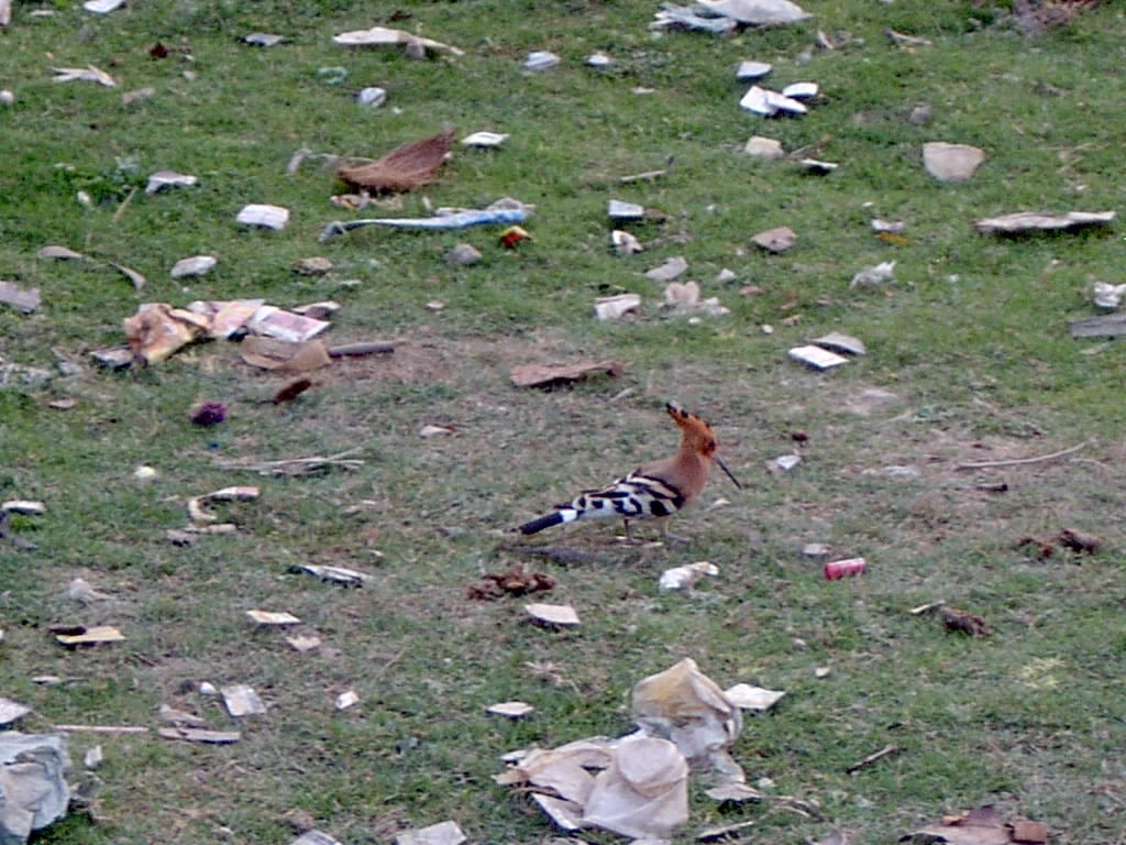 Eurasian Hoopoe - ML615625787