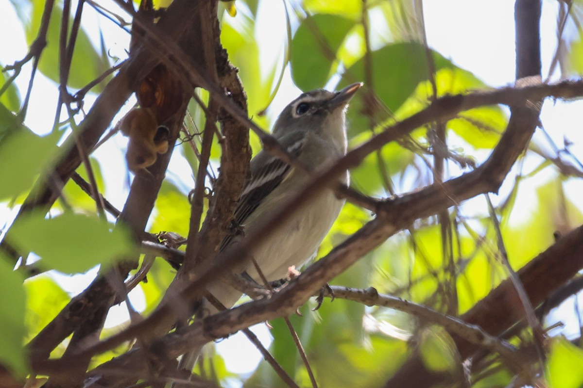 Plumbeous Vireo - ML615625791
