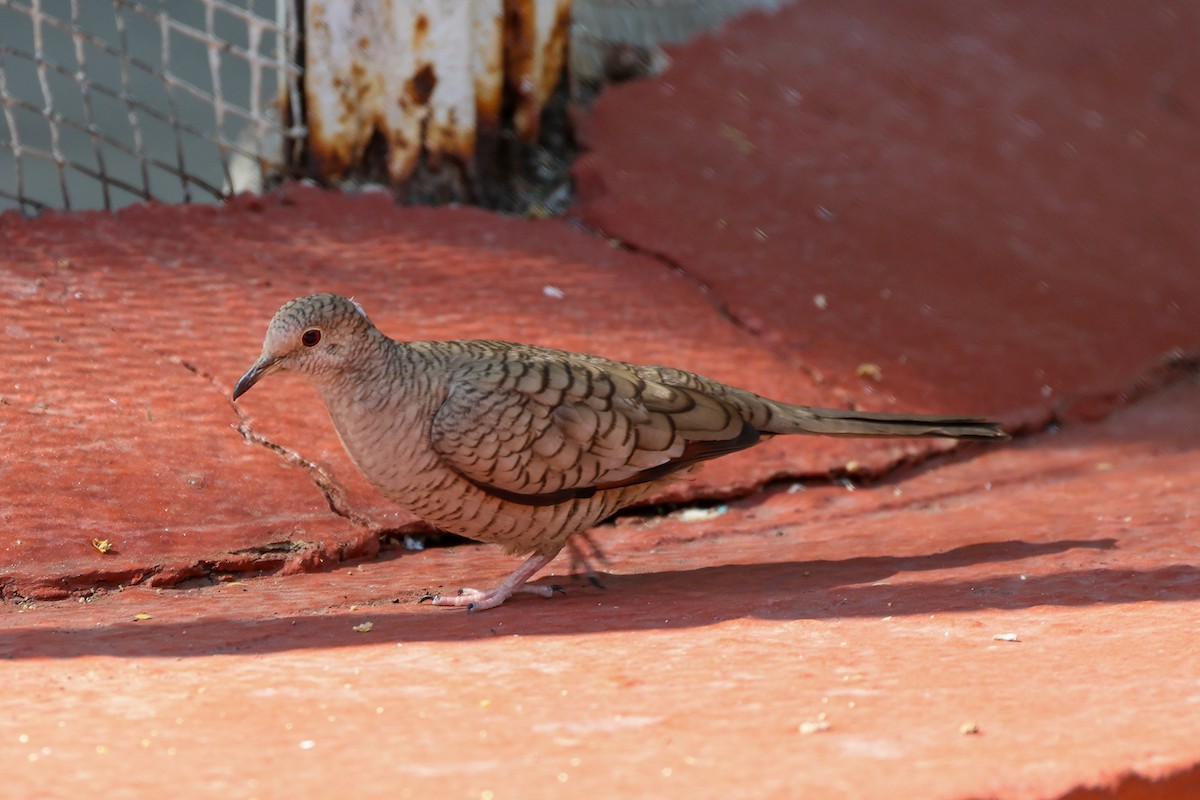 Inca Dove - ML615625799