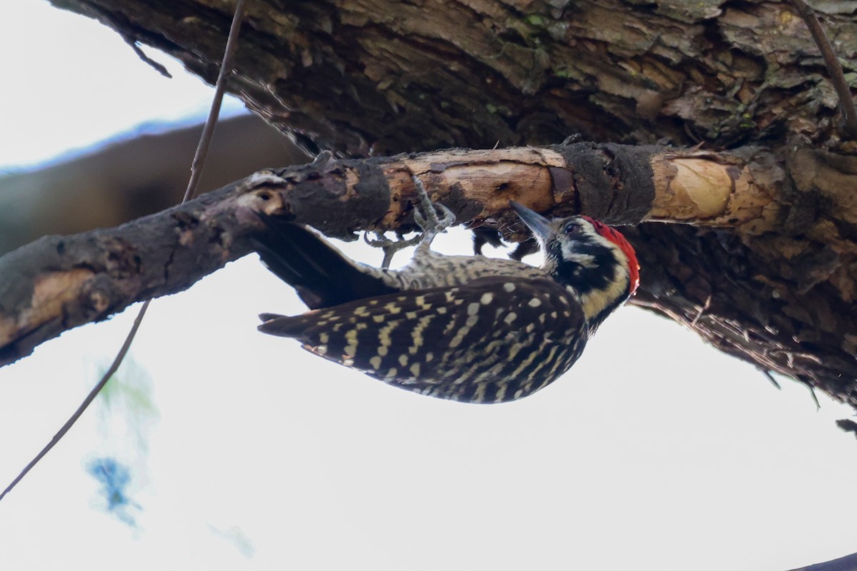 Ladder-backed Woodpecker - ML615625802