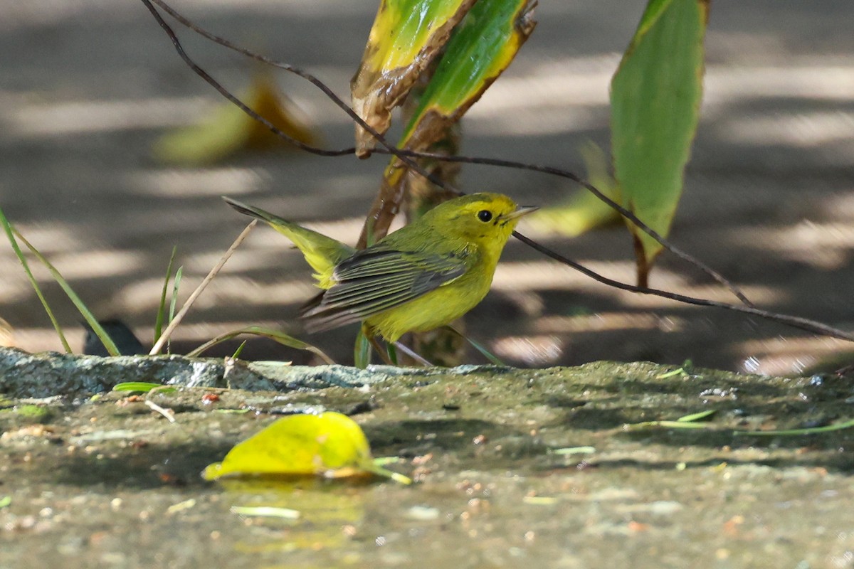 Wilson's Warbler - ML615625810