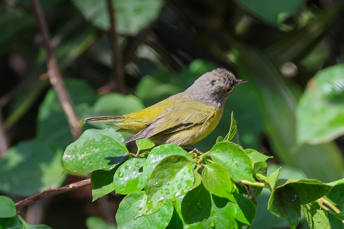 Nashville Warbler - ML615625811