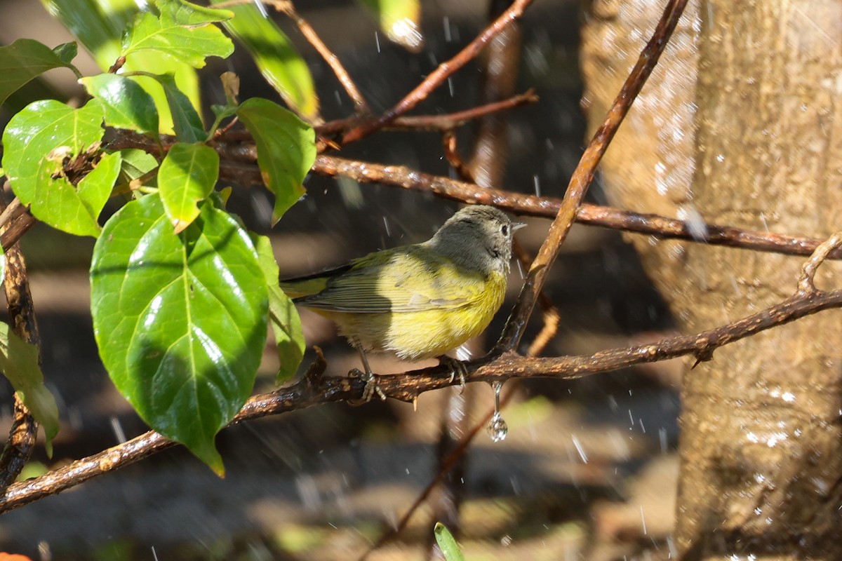Nashville Warbler - ML615625812