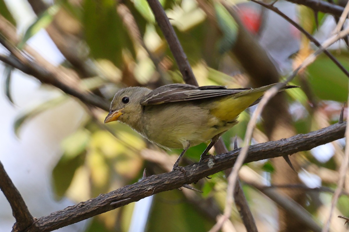 Western Tanager - ML615625816