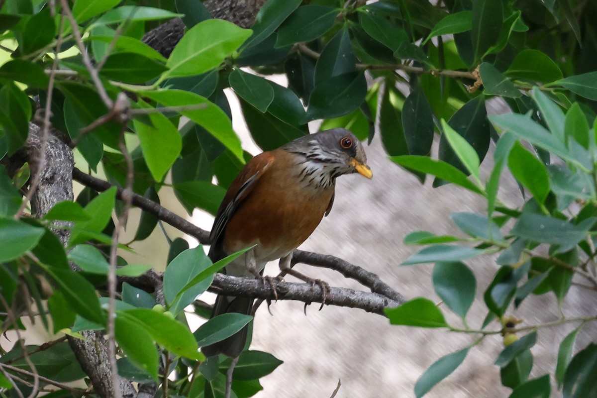 Rufous-backed Robin - ML615625820