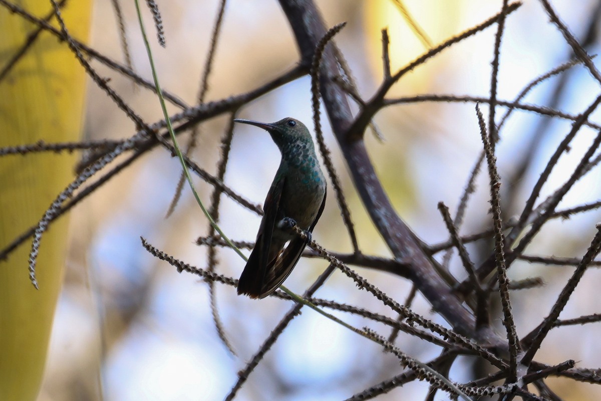 kolibřík mexický - ML615625822