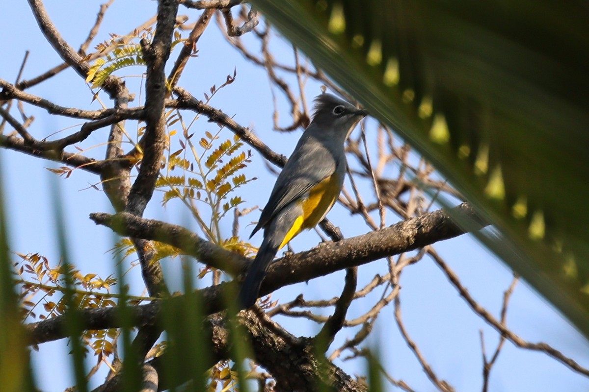 Gray Silky-flycatcher - ML615625823