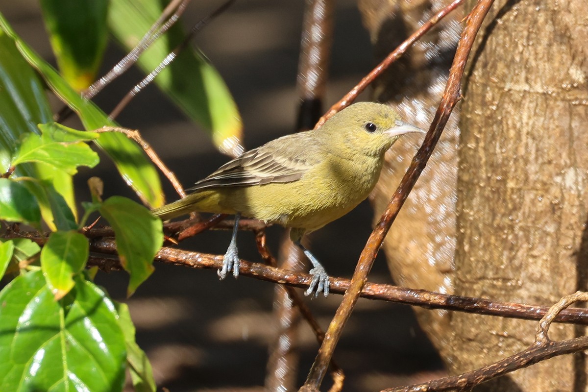 Orchard Oriole - ML615625830