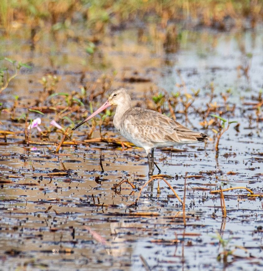 Black-tailed Godwit - ML615625853