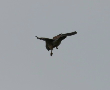 Eurasian Kestrel - ML615625922