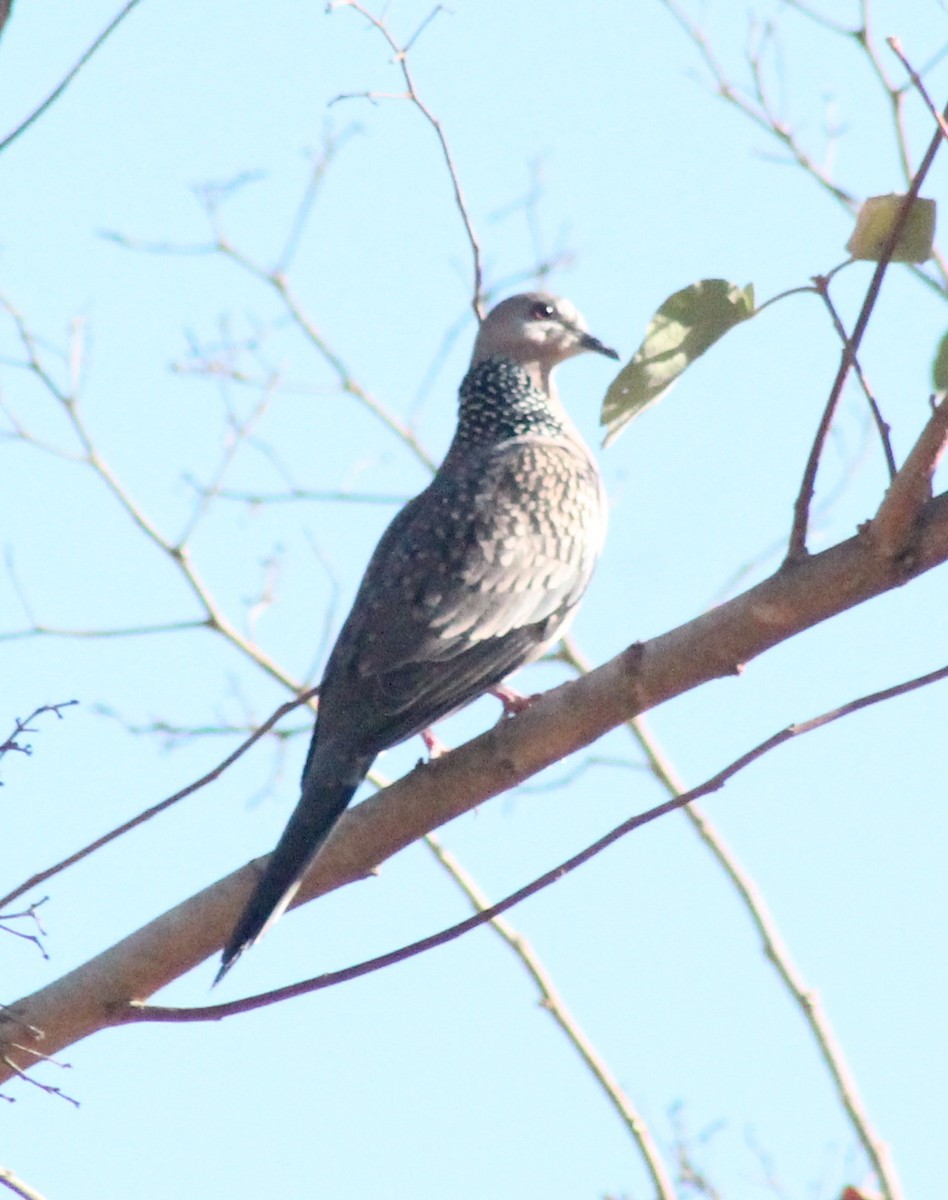 Spotted Dove - ML615625967
