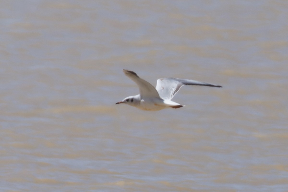 Black-headed Gull - Alistair Walsh