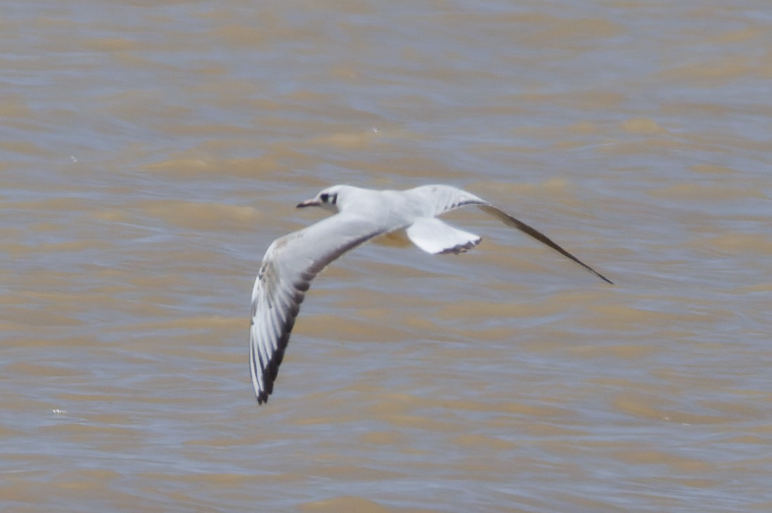 Black-headed Gull - Alistair Walsh