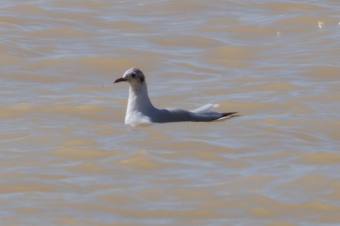 Black-headed Gull - Alistair Walsh