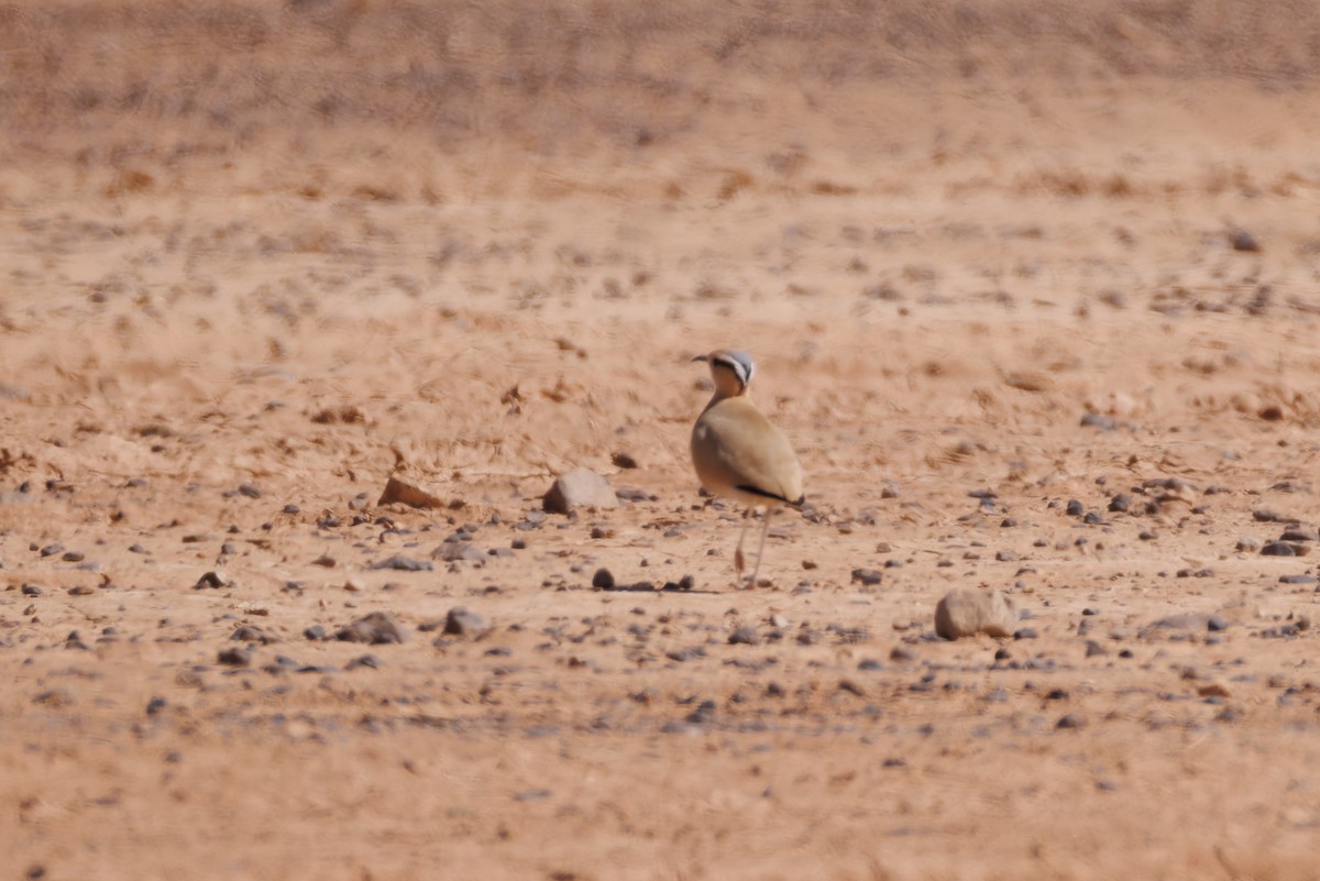 Cream-colored Courser - ML615625982