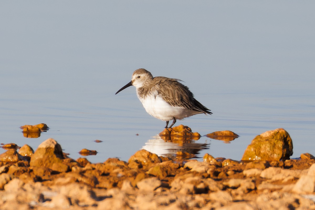 Curlew Sandpiper - Alistair Walsh